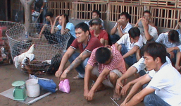 Đột kích trường gà, bắt quả tang 36 đối tượng đang say sưa sát phạt